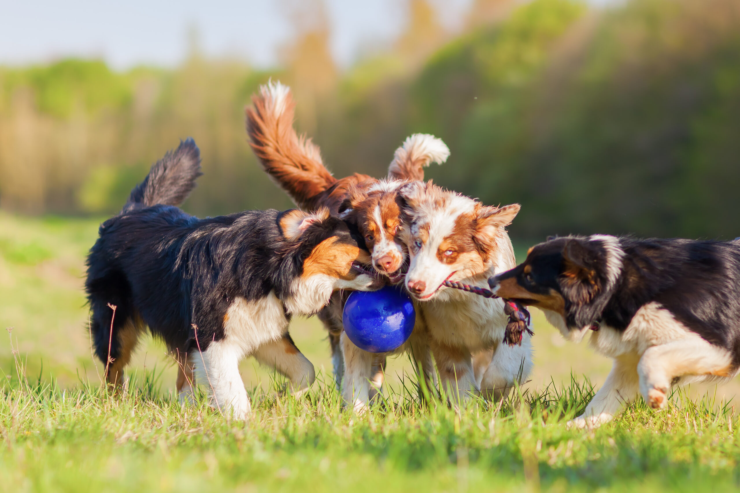 picture of four Australian Shepherd pulling at a ball