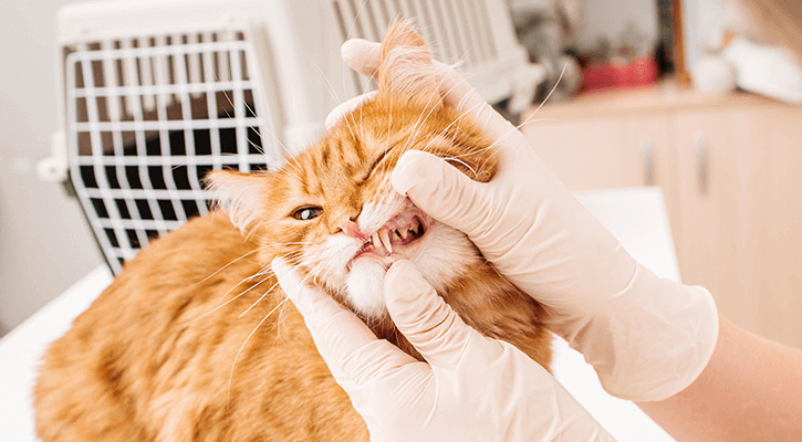 An orange cat having their tooth examined