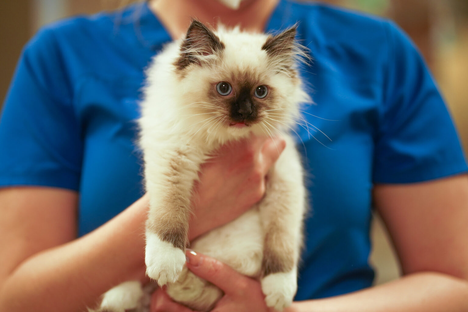 Veterinary Services VIDA Vet Care Centennial & Denver