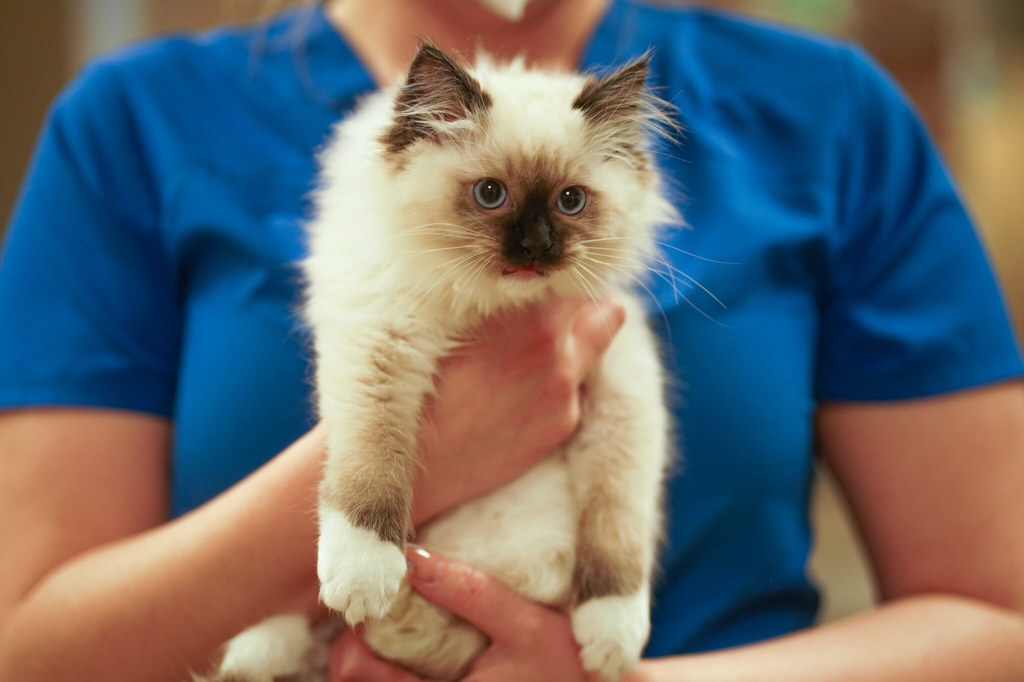 Veterinary Services VIDA Vet Care Centennial & Denver