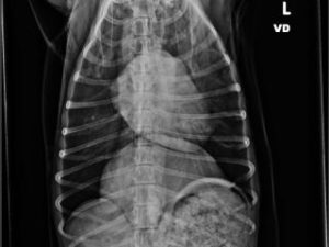 A radiology x-ray of a pet