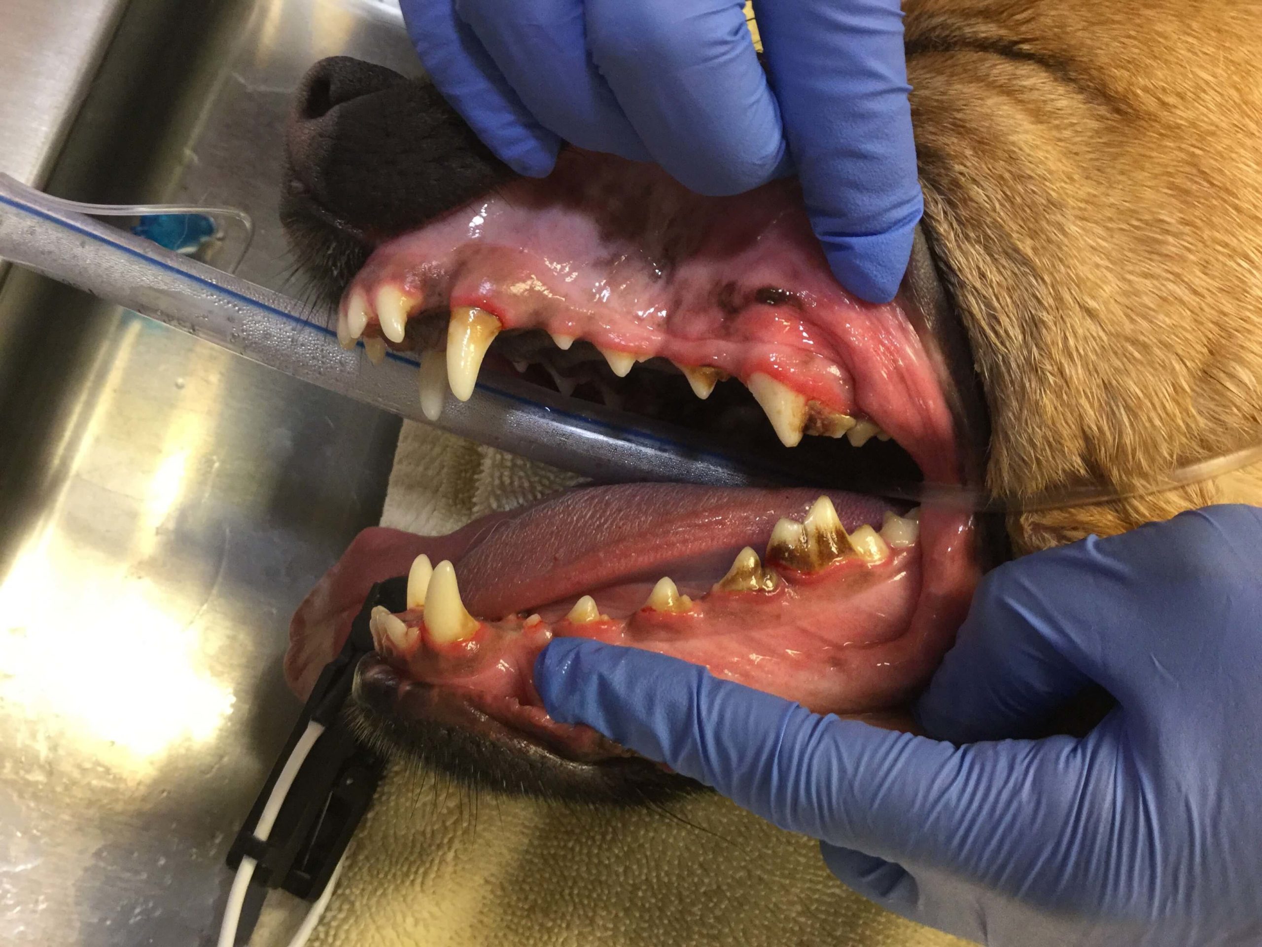 Gloved fingers performing pet dental work on a dog